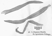 Septoria dianthi image
